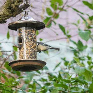 Where to Place Bird Feeders: The Ultimate Guide