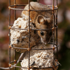 Do Bird Feeders Attract Mice, Rats, and Rodents? How to Prevent It