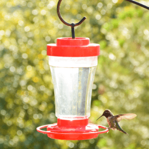 Where to Place Hummingbird Feeder: Best Practices 2024