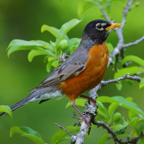 Backyard birds - American Robin