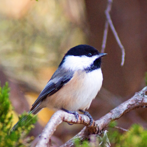 Backyard Birds - Chickadees