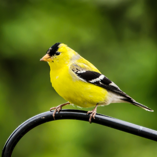 Backyard Birds - American Goldfinch