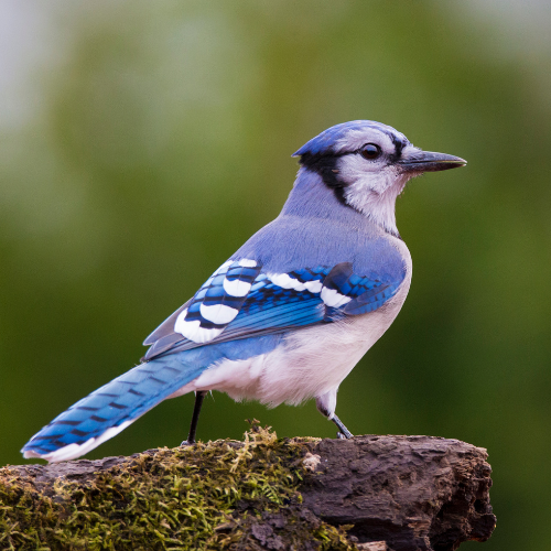 Backyard Birds - Blue Jay