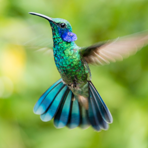 Backyard Birds - Hummingbirds