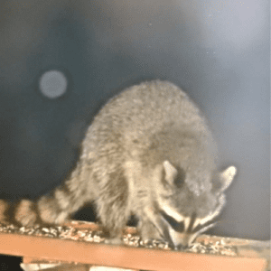 How to keep raccoons away from bird feeders: Effective Methods and Helpful Tips