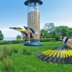 How do birds find bird feeders, and how to help them locate yours quicker?