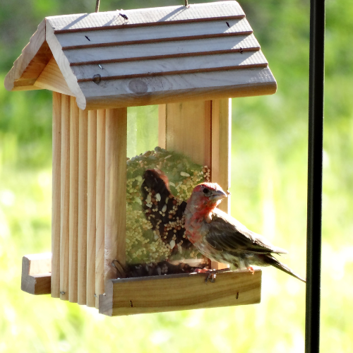 Hopper bird feeder