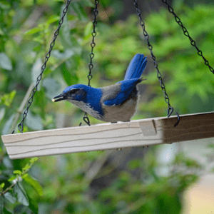 How to hang a bird feeder? Complete Guide