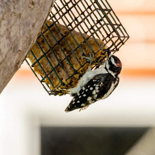 Suet bird feeders