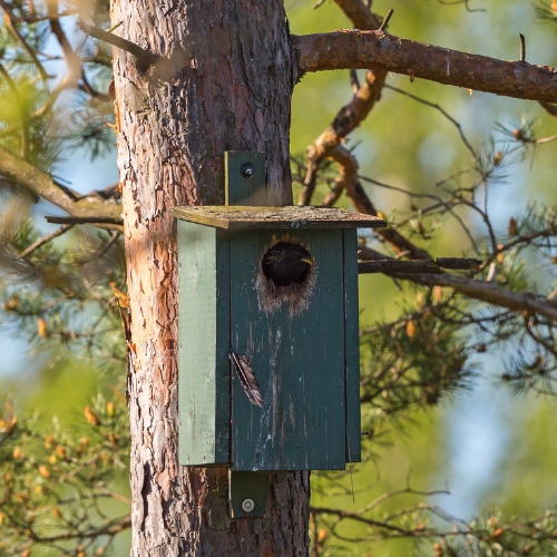 How to clean a bird feeder