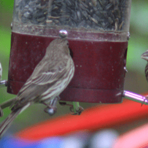 How to Clean Bird Feeders: A Step-by-Step Guide