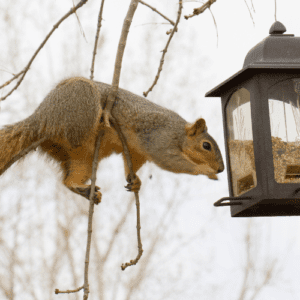 How to Keep Squirrels Out of Bird Feeders – 8 Proven Ways