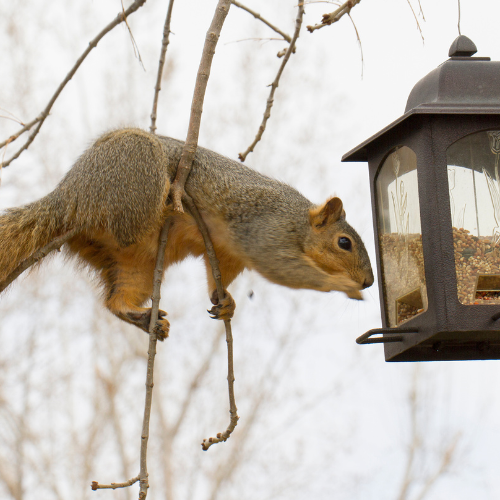 Squirrel bird feeder