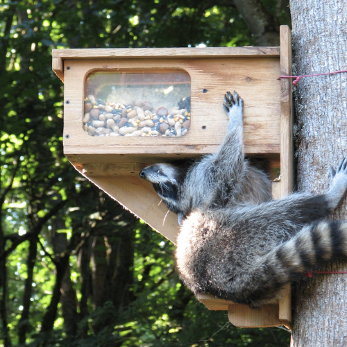 racoon and bird feeder