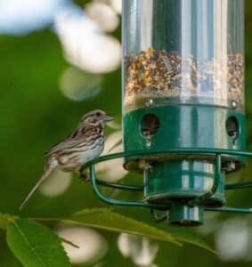 bird feeder, bird, birdwatching