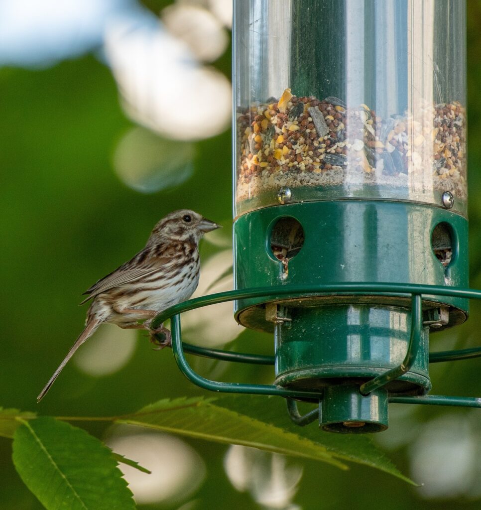 bird feeder, bird, birdwatching