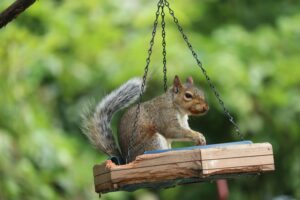 How to Keep Squirrels Out of Bird Feeders – 8 Proven Ways