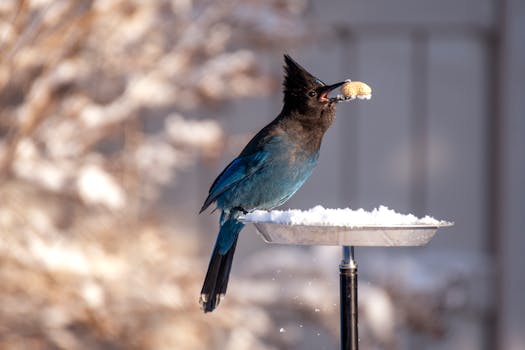 Shallow Focus Photography of Blue and Black Bird