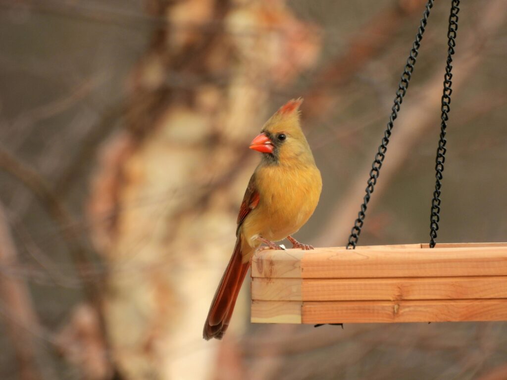 birds that like platform feeder