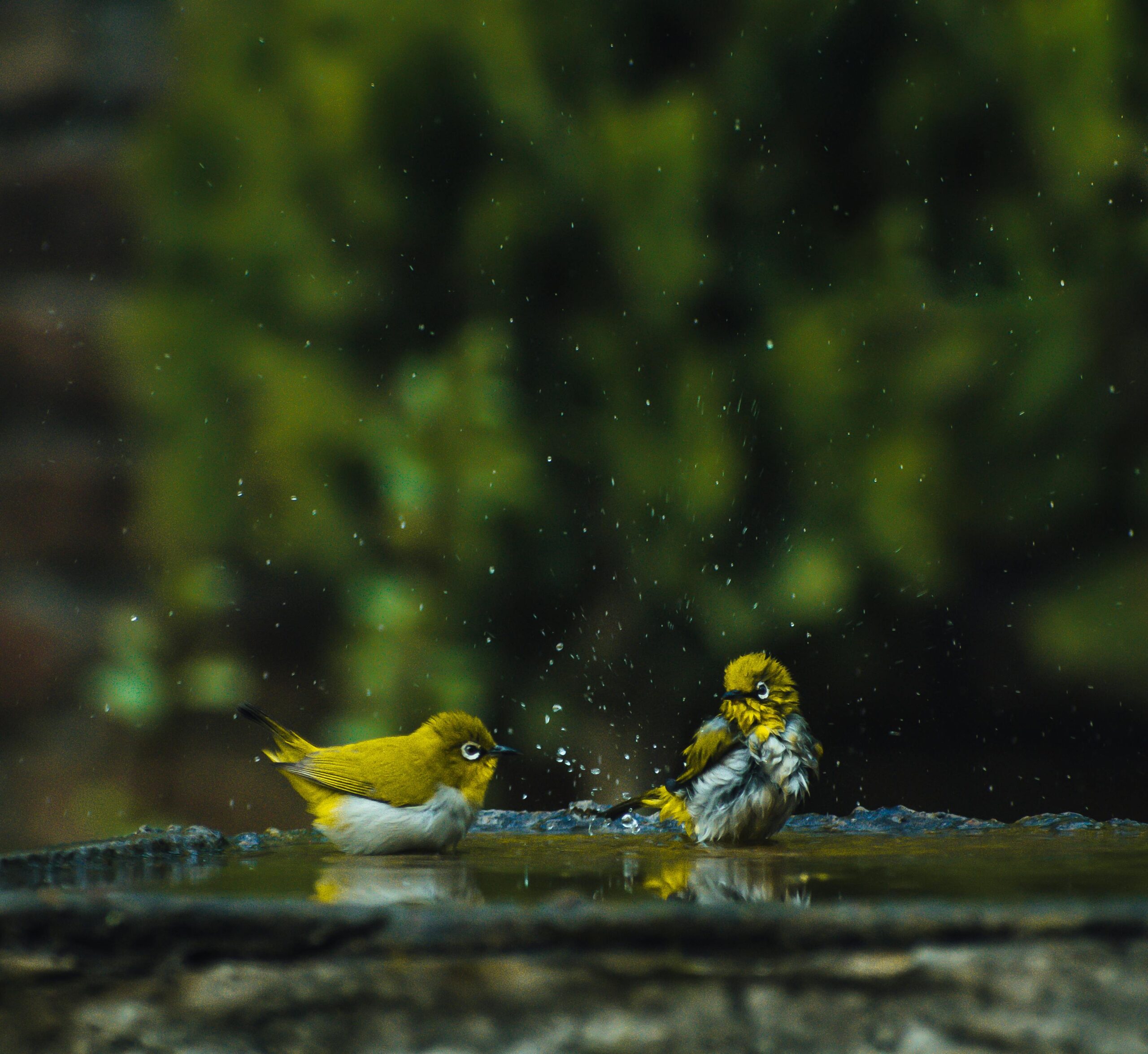 The Best Bird Bath Placement: How to Create a Bird-Friendly Oasis