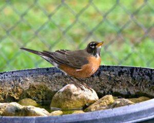 bird bath rocks