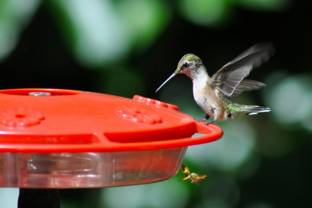 hummingbird food recipe