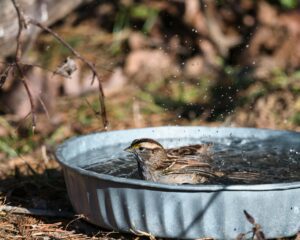 bird bath diy