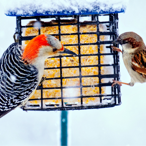 best suet for birds