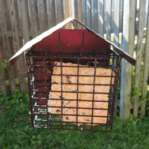 homemade suet for birds