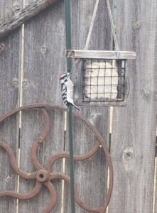 suet for birds homemade