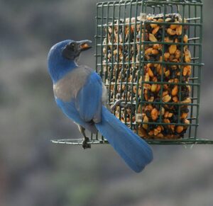 suet for birds