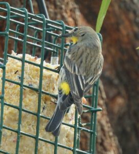 bird suet